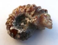 Ammonit aus Madagaskar, poliert, 32 g. 