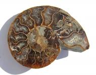 Echter Ammonit, aufgeschnitten, poliert 85 mm 