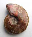 Echter Ammonit aus Madagaskar, Perlmutt-Glanz, poliert, 36 g. 