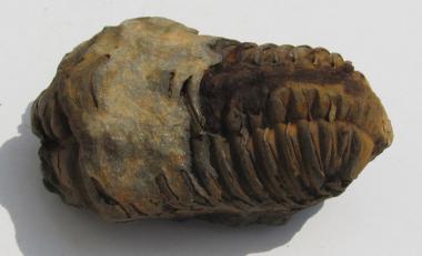 Trilobit aus Marokko, fossil, 102 g. 